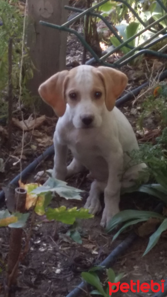 Pointer, Köpek  Duman ve barut fotoğrafı