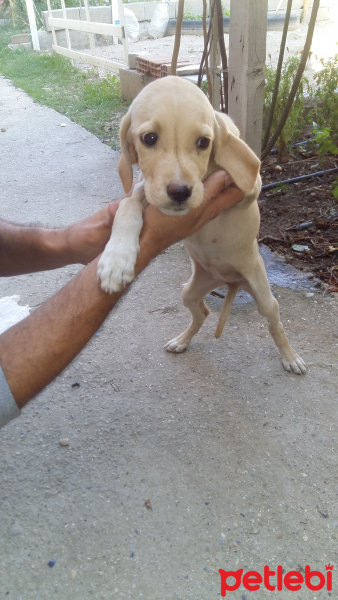 Pointer, Köpek  Duman ve barut fotoğrafı