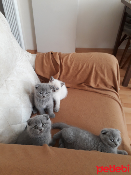 Scottish Fold, Kedi  Miço, pati,paşa fotoğrafı