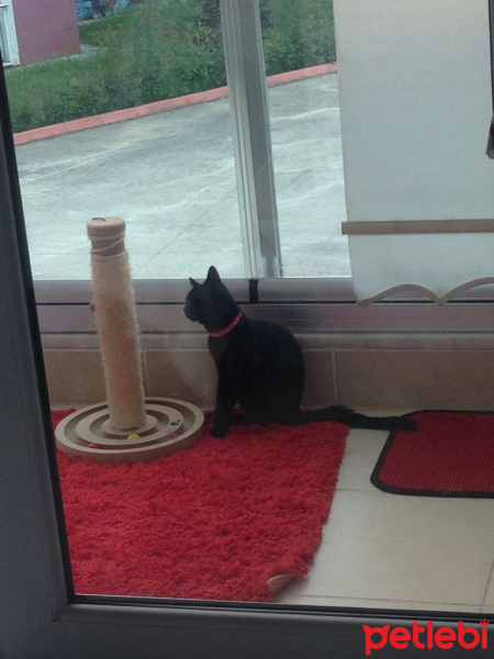 Tekir Kedi, Kedi  BONCUK fotoğrafı