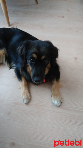 Rottweiler, Köpek  Zeytin fotoğrafı