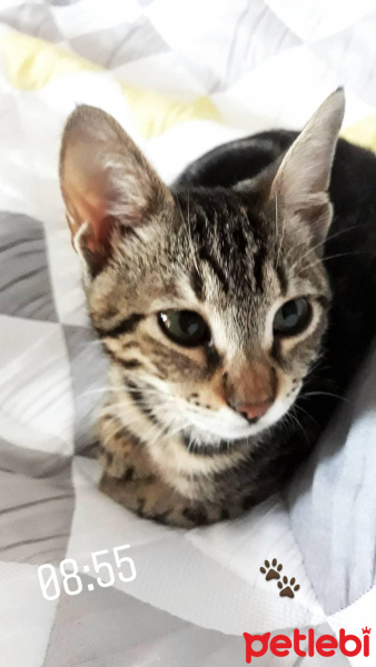 Tekir Kedi, Kedi  Mırmır fotoğrafı