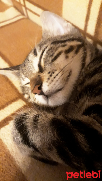 Tekir Kedi, Kedi  Mırmır fotoğrafı