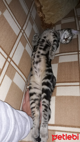 Tekir Kedi, Kedi  Mırmır fotoğrafı