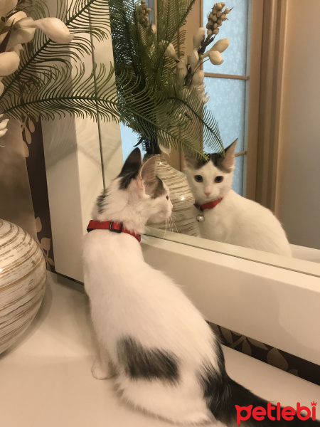 Tekir Kedi, Kedi  Nazlı yuva arıyor fotoğrafı