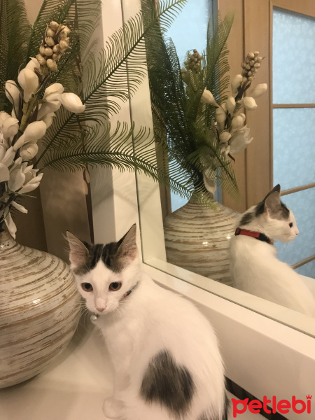 Tekir Kedi, Kedi  Nazlı yuva arıyor fotoğrafı