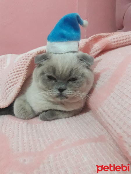 Scottish Fold, Kedi  Boncuk fotoğrafı