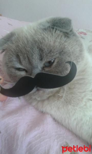 Scottish Fold, Kedi  Boncuk fotoğrafı