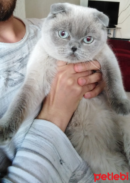 Scottish Fold, Kedi  Boncuk fotoğrafı