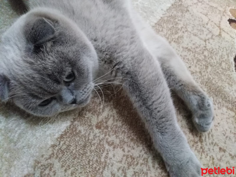 Scottish Fold, Kedi  Boncuk fotoğrafı
