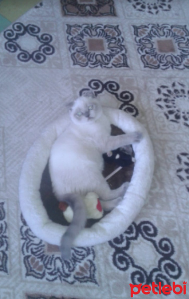 Scottish Fold, Kedi  Boncuk fotoğrafı