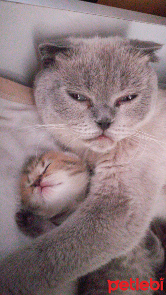 Scottish Fold, Kedi  Boncuk fotoğrafı