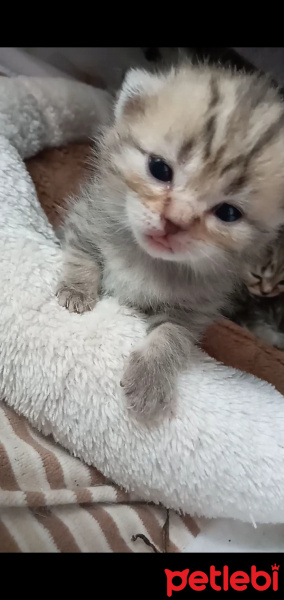 Scottish Fold, Kedi  Boncuk fotoğrafı