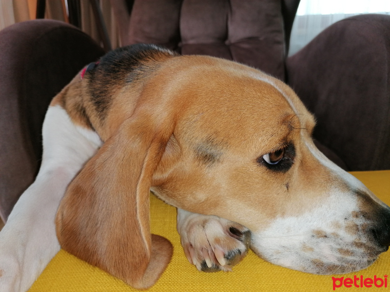 Beagle, Köpek  Shelby fotoğrafı
