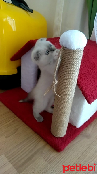 Scottish Fold, Kedi  mavi fotoğrafı