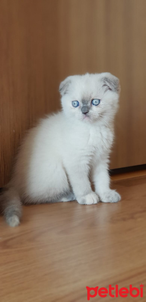 Scottish Fold, Kedi  mavi fotoğrafı