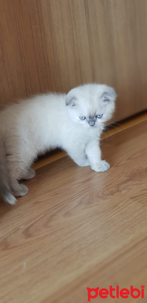Scottish Fold, Kedi  mavi fotoğrafı
