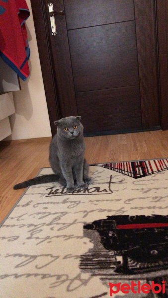 Scottish Fold, Kedi  Duman fotoğrafı