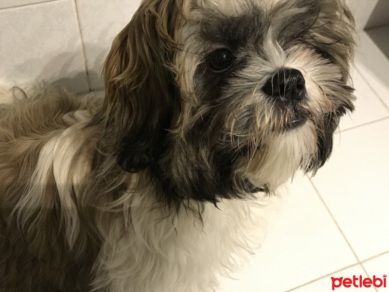 Shih Tzu, Köpek  Pas pas fotoğrafı