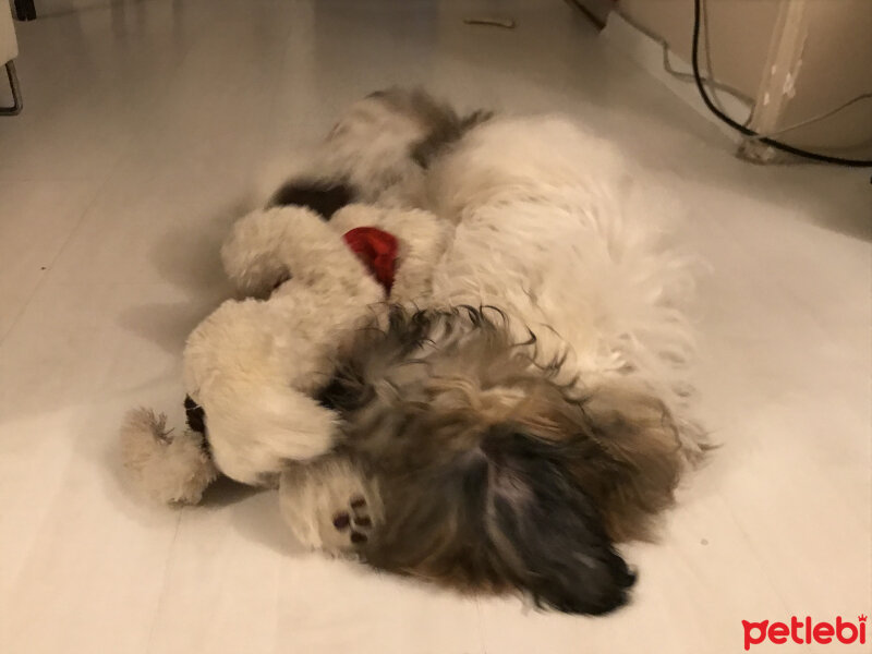 Shih Tzu, Köpek  Pas pas fotoğrafı