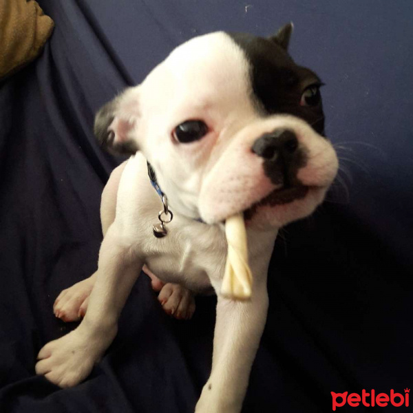 Fransız Bulldog, Köpek  Limon fotoğrafı