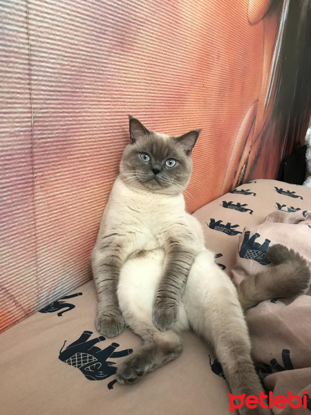 British Shorthair, Kedi  Ice fotoğrafı