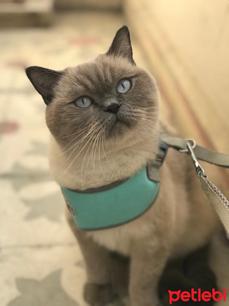 British Shorthair, Kedi  Ice fotoğrafı