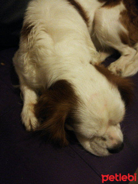 Cavalier King Charles Spanieli, Köpek  Crispy fotoğrafı