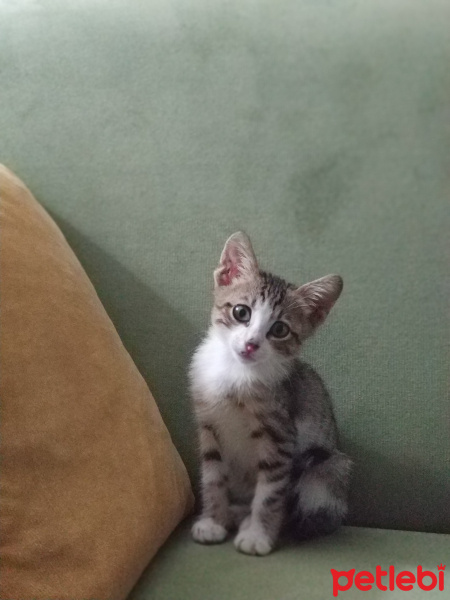 Tekir Kedi, Kedi  Karamel fotoğrafı