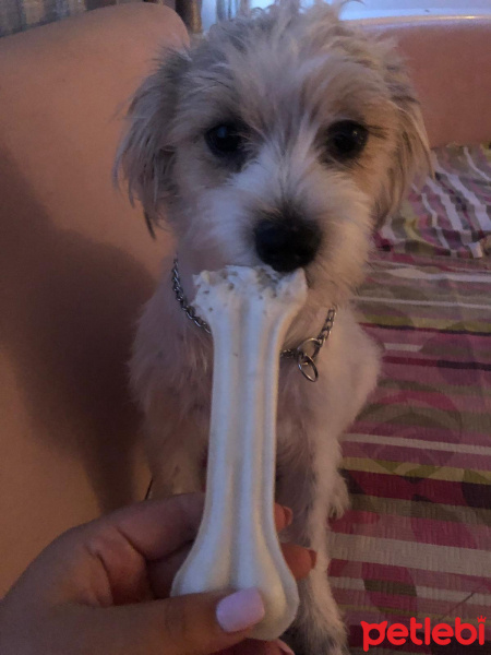 Yorkshire Terrier, Köpek  Aris fotoğrafı