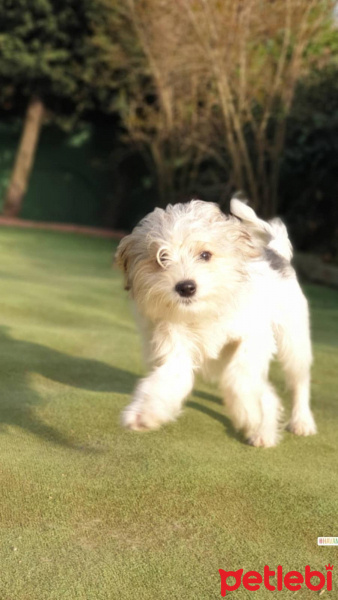 Yorkshire Terrier, Köpek  Aris fotoğrafı