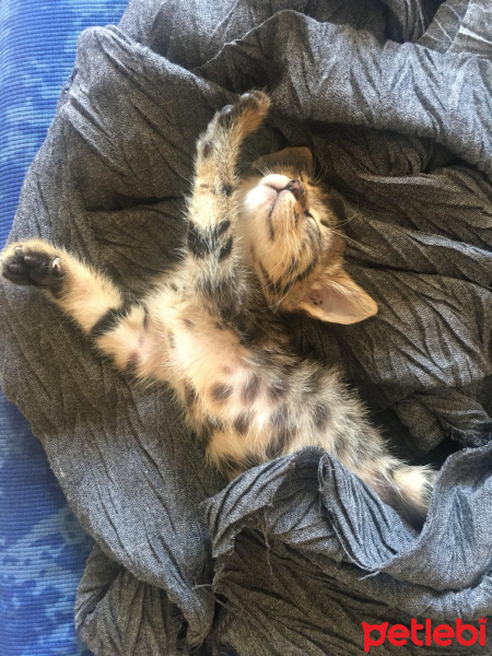 Tekir Kedi, Kedi  tılsım fotoğrafı