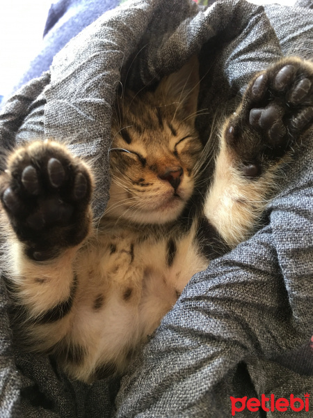 Tekir Kedi, Kedi  tılsım fotoğrafı