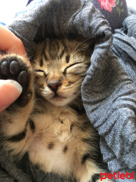 Tekir Kedi, Kedi  tılsım fotoğrafı