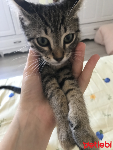 Tekir Kedi, Kedi  Pati fotoğrafı