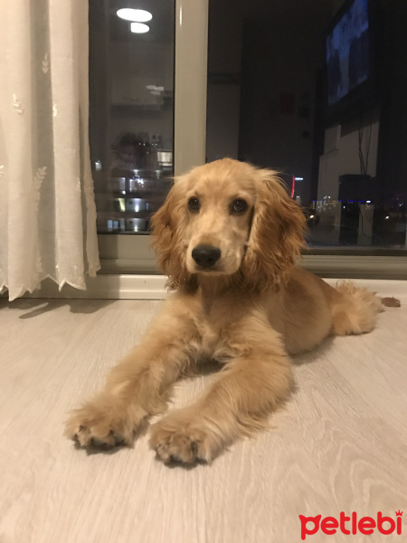 Amerikan Cocker Spaniel, Köpek  COOKİE fotoğrafı
