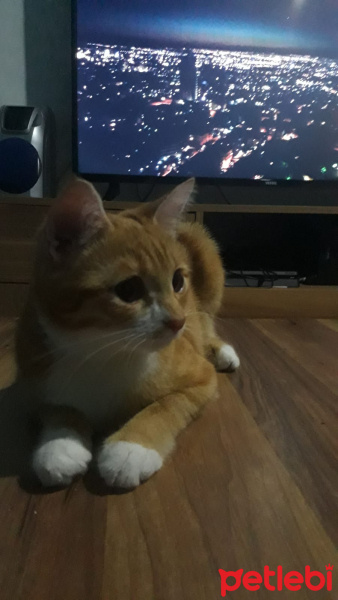 Tekir Kedi, Kedi  UMAY fotoğrafı