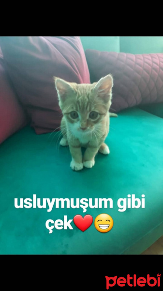 Tekir Kedi, Kedi  UMAY fotoğrafı