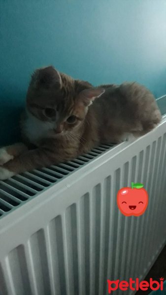Tekir Kedi, Kedi  UMAY fotoğrafı