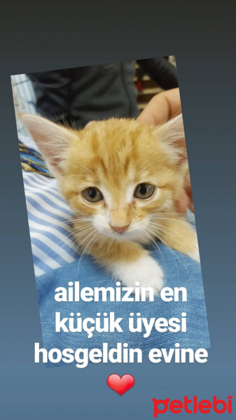 Tekir Kedi, Kedi  UMAY fotoğrafı