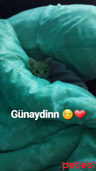 Tekir Kedi, Kedi  UMAY fotoğrafı