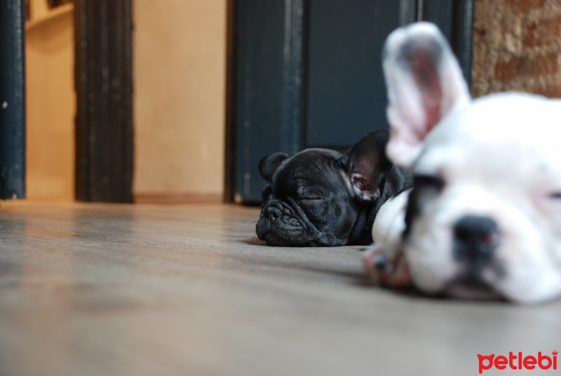 Fransız Bulldog, Köpek  jessıe foxy fotoğrafı