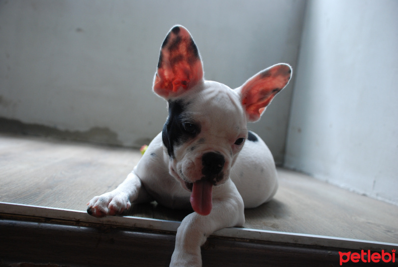 Fransız Bulldog, Köpek  jessıe foxy fotoğrafı