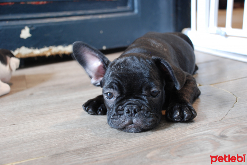 Fransız Bulldog, Köpek  jessıe foxy fotoğrafı