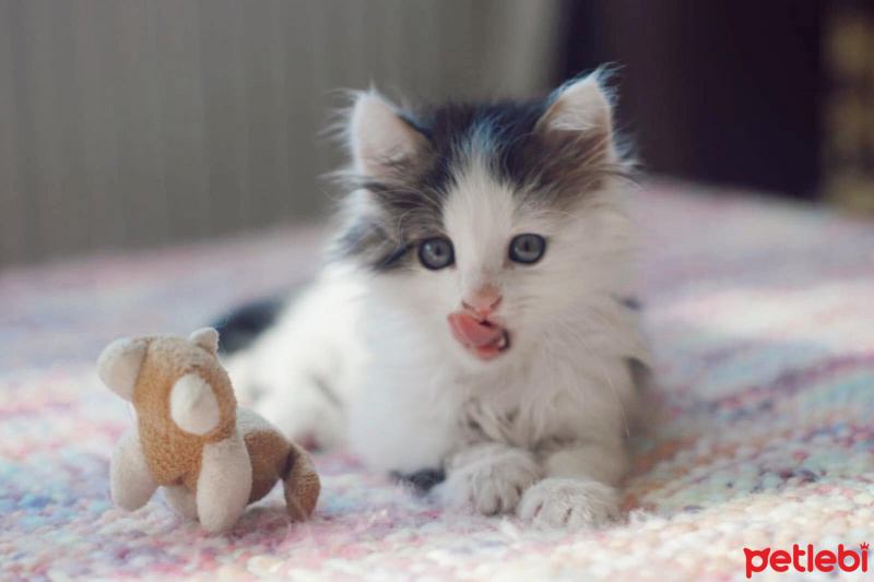 Norwegian Forest, Kedi  KÖPÜK fotoğrafı