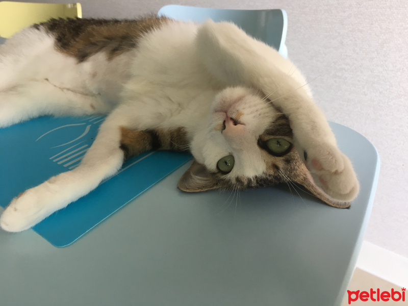 Tekir Kedi, Kedi  mavi fotoğrafı