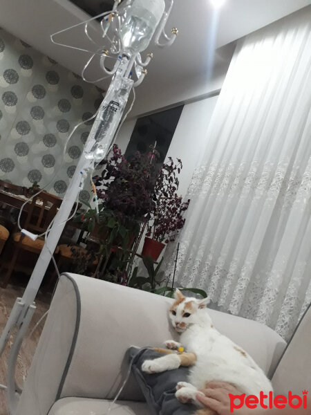 Ankara Kedisi, Kedi  Paşa fotoğrafı