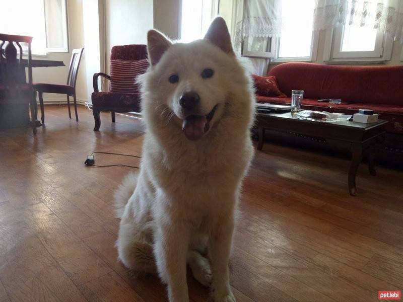 Samoyed, Köpek  Tekila fotoğrafı