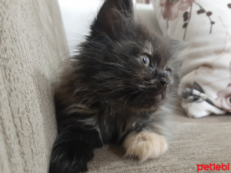 İran Kedisi (Persian), Kedi  Luna fotoğrafı