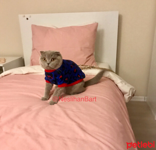 Scottish Fold, Kedi  Can Müezza fotoğrafı